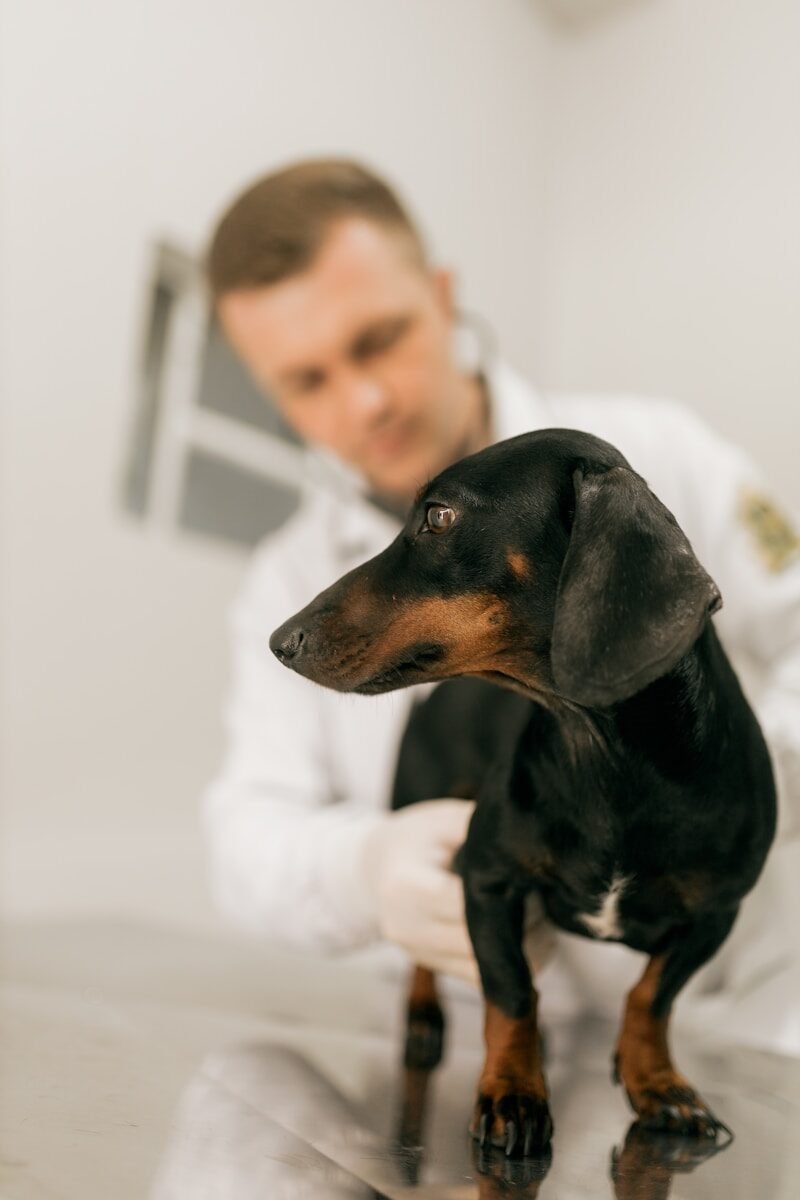 A veterinarian examines a black and tan dachshund.